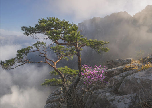 Unelmatanssija | Valokuvatapetit