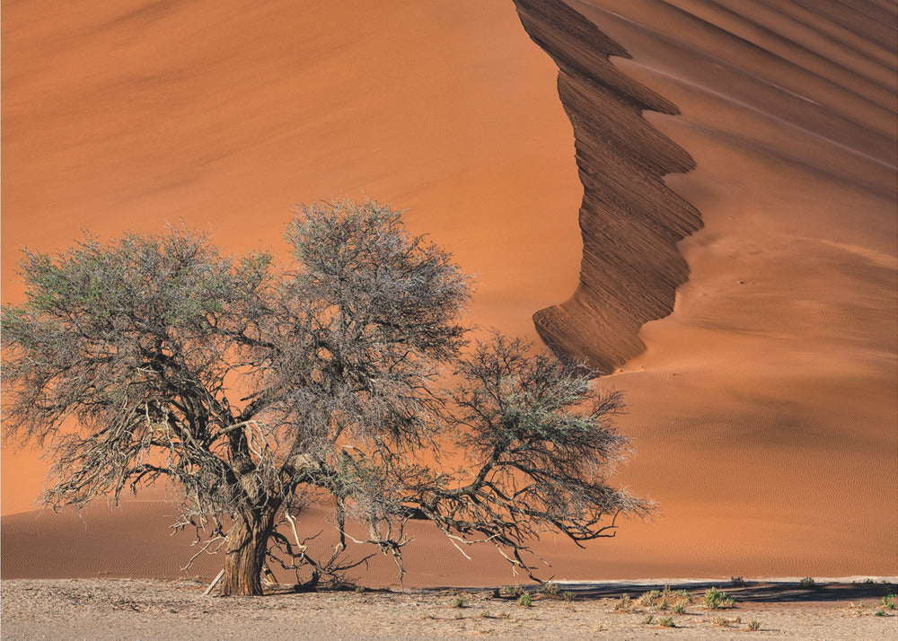 Akaasia aavikolla | Valokuvatapetit