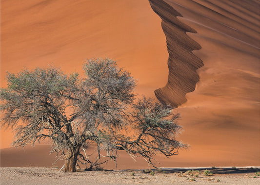 Akaasia aavikolla | Valokuvatapetit