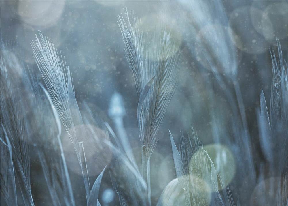 Natura fantastica | Carta da Parati Fotografica