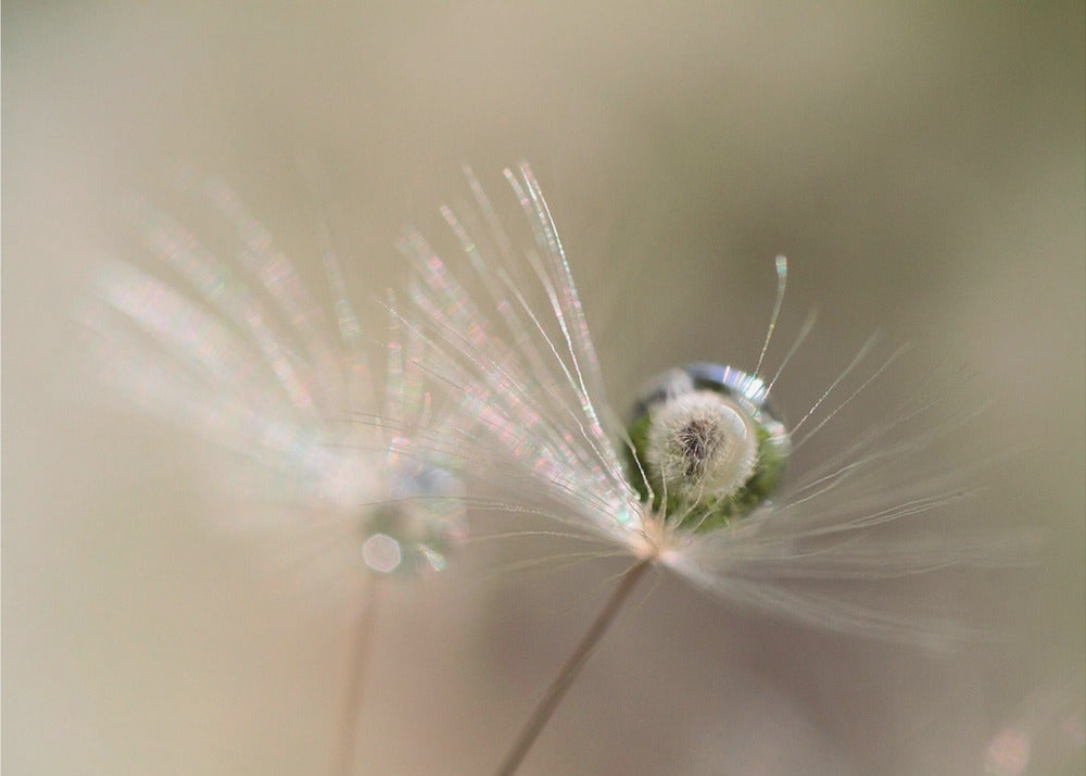 Star of dandelion | Poster