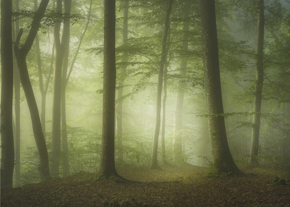 Salaperäinen kevätaamu | Valokuvatapetit