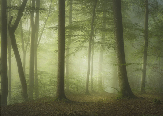 Salaperäinen kevätaamu | Valokuvatapetit