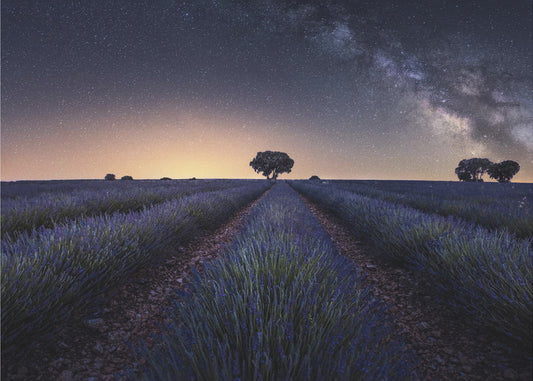Lavender fields | Canvas