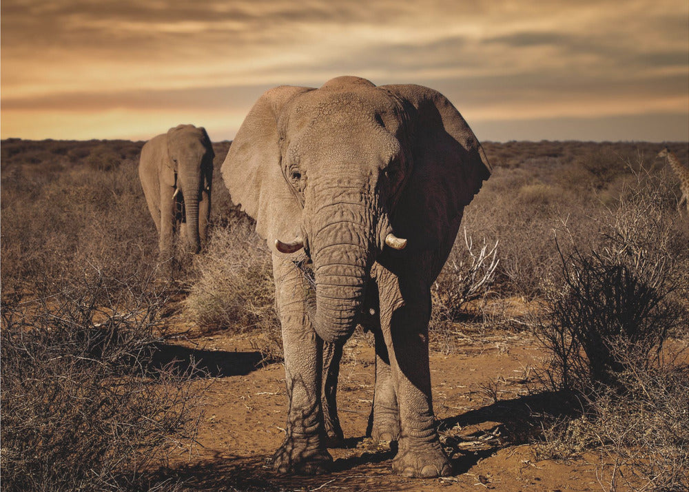 Iso | Valokuvatapetit