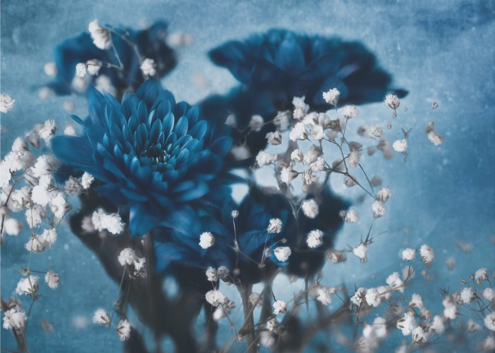 Daalia | Valokuvatapetit