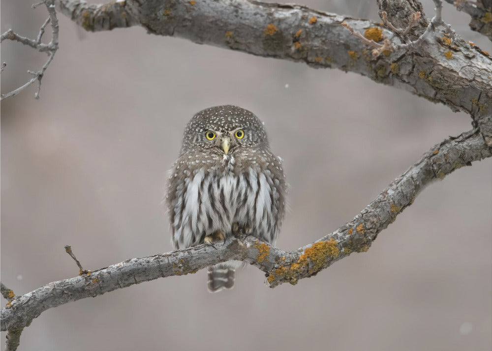 Pikkumies lumessa | Valokuvatapetit