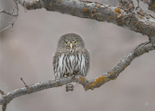 Pikkumies lumessa | Valokuvatapetit