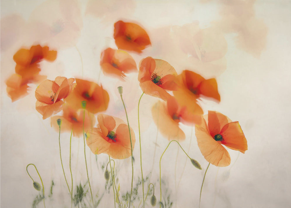 Ondulant dans le vent | Papier Peint Photo
