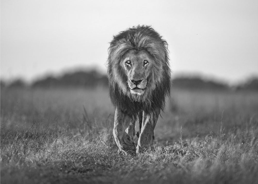 Vanha poika | Valokuvatapetit