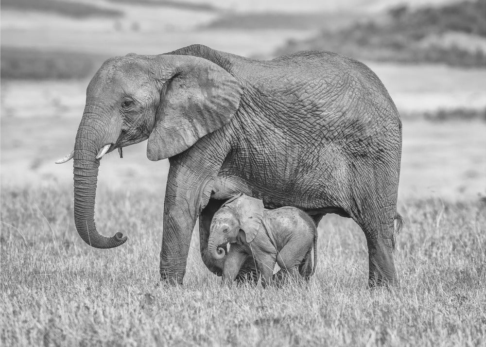 Lähellä ja suojassa pysyminen | Valokuvatapetit