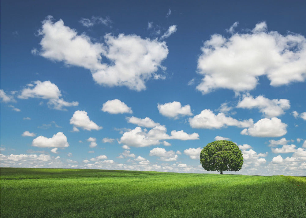 Yksinäinen puu | Valokuvatapetit