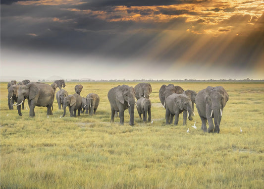 Norsujen rakkaudesta | Valokuvatapetit