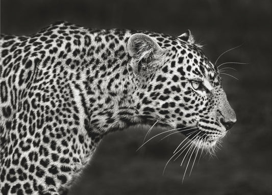 Leoparden-Nahaufnahme | Leinwand-Bilder