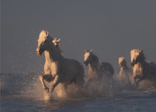hevoset auringonlaskun valossa | Valokuvatapetit