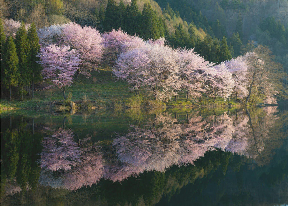 Sakura | Valokuvatapetit