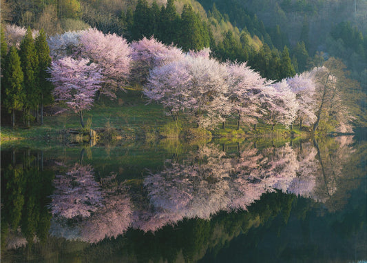 Sakura | Valokuvatapetit