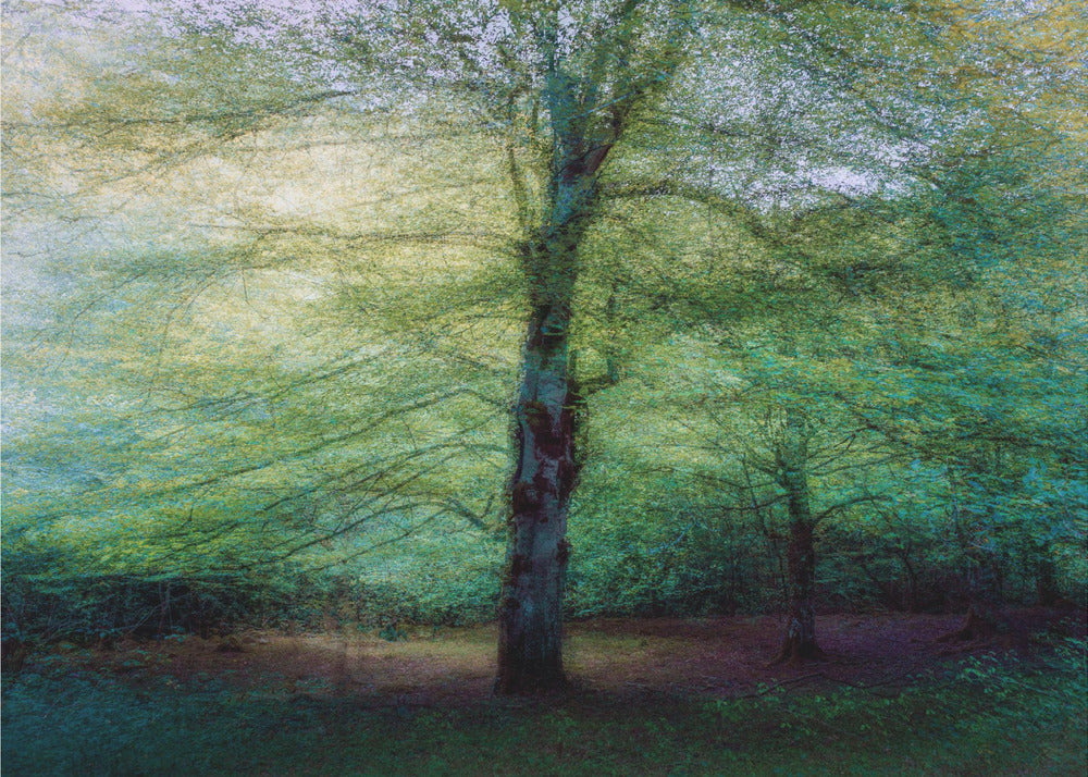 metsä | Valokuvatapetit