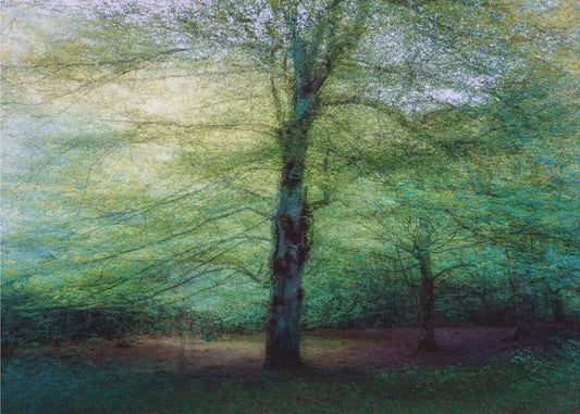 metsä | Valokuvatapetit