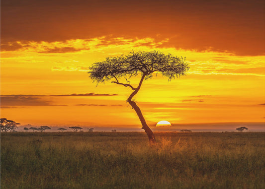 Alkukantainen Afrikka | Valokuvatapetit