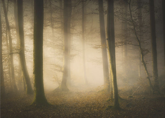 Marraskuun kuiskaukset | Valokuvatapetit