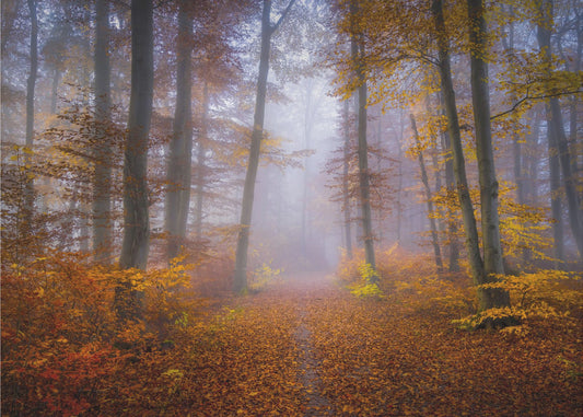 Lokakuun polku | Valokuvatapetit