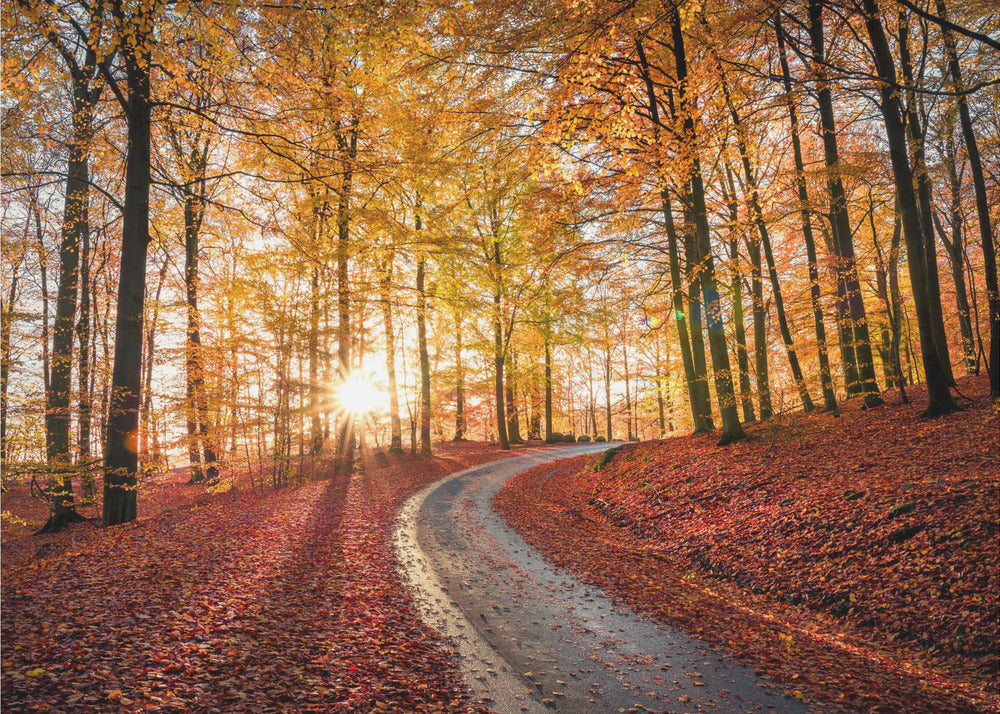 Road in Söderåsen nationalpark, Sweden | Wallpaper