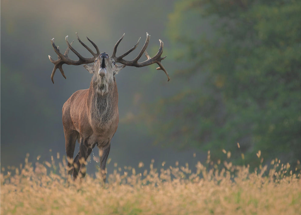 Hirvien häälaulu | Valokuvatapetit