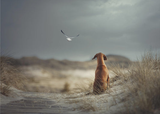 VAPAUDEN (II) | Valokuvatapetit