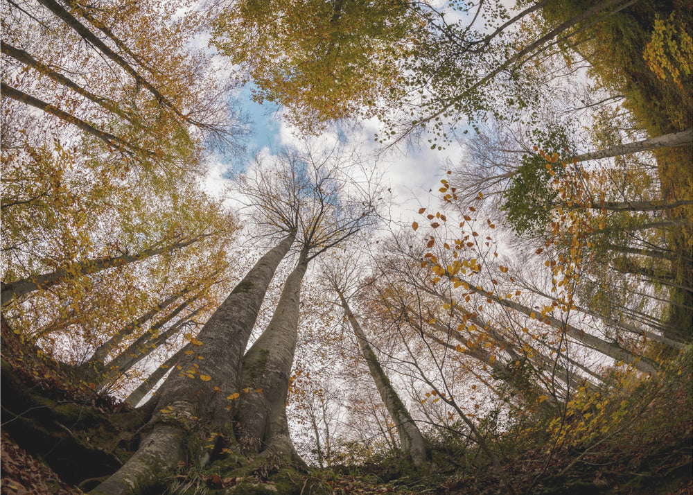 Metsä | Valokuvatapetit