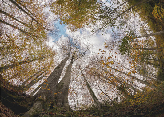 Metsä | Valokuvatapetit