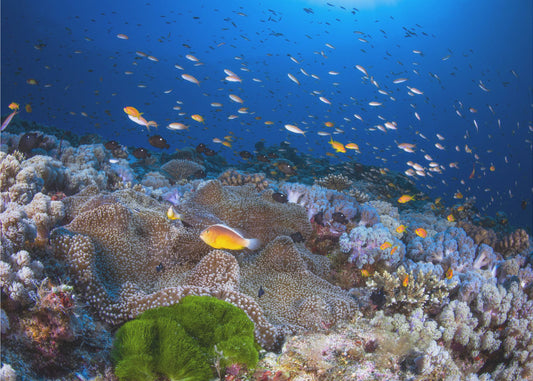 Anemon ja Anthias | Valokuvatapetit