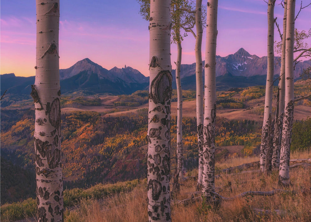 Aspen Frames | Wallpaper