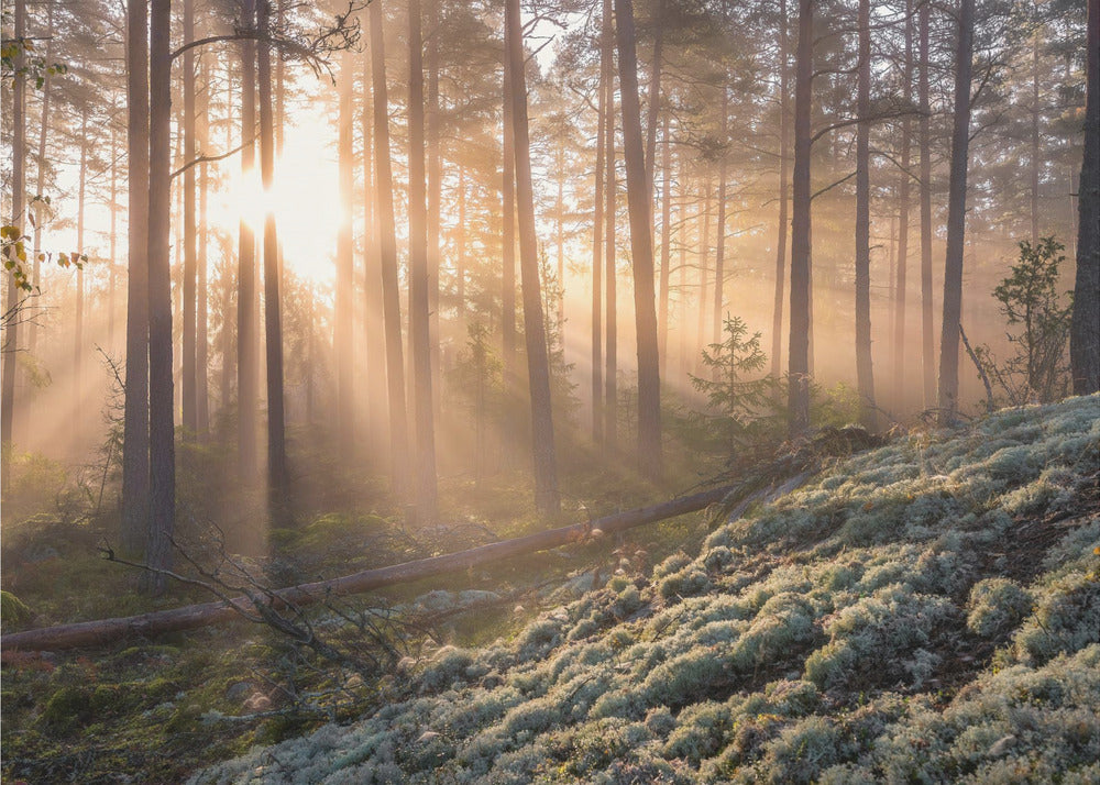 Fog in the forest with white moss in the forground | Wallpaper