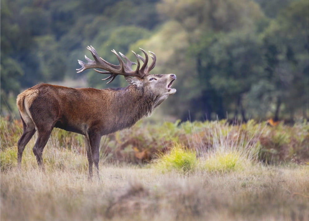 Hirven kirkaisu | Valokuvatapetit