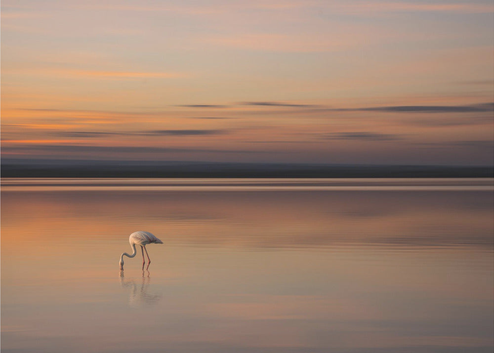 S.T. 004 | Valokuvatapetit