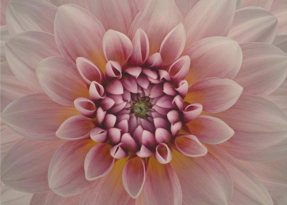 Poskipuna | Valokuvatapetit