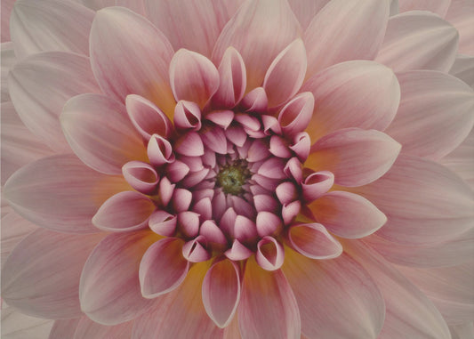 Poskipuna | Valokuvatapetit