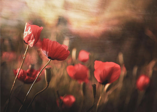 aamuilma | Julisteet - Taidevedokset