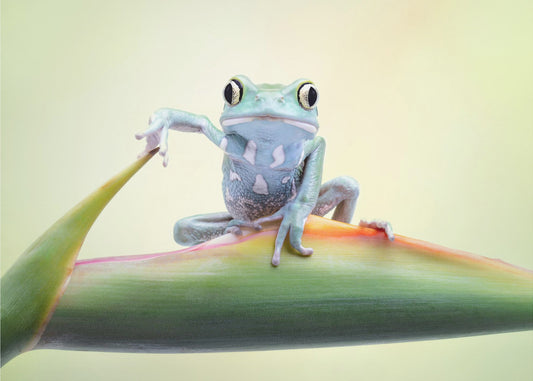 So whaddaya say ?? | Poster