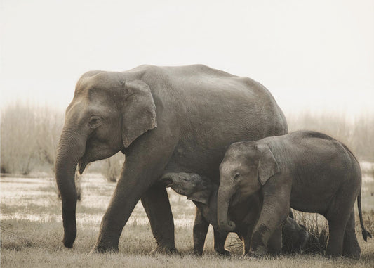 portret rodzinny | Wydruki na łótnie