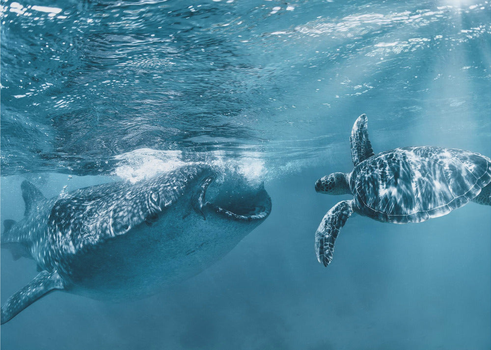 Kerran merellä | Valokuvatapetit