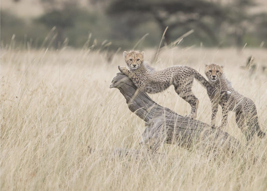 Uteliaat kissat | Valokuvatapetit