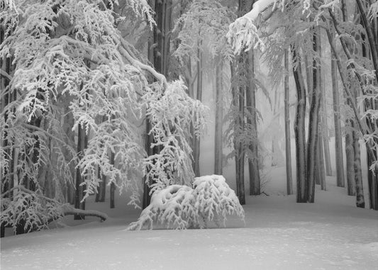 Täydellinen talvi | Valokuvatapetit