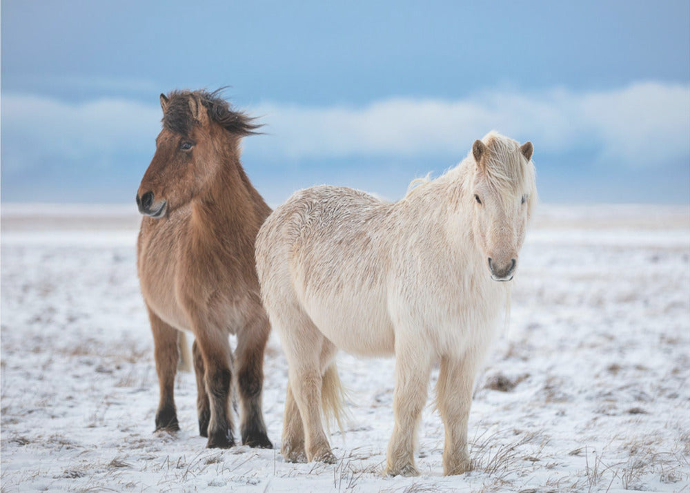 VELI S | Valokuvatapetit