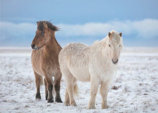 VELI S | Valokuvatapetit
