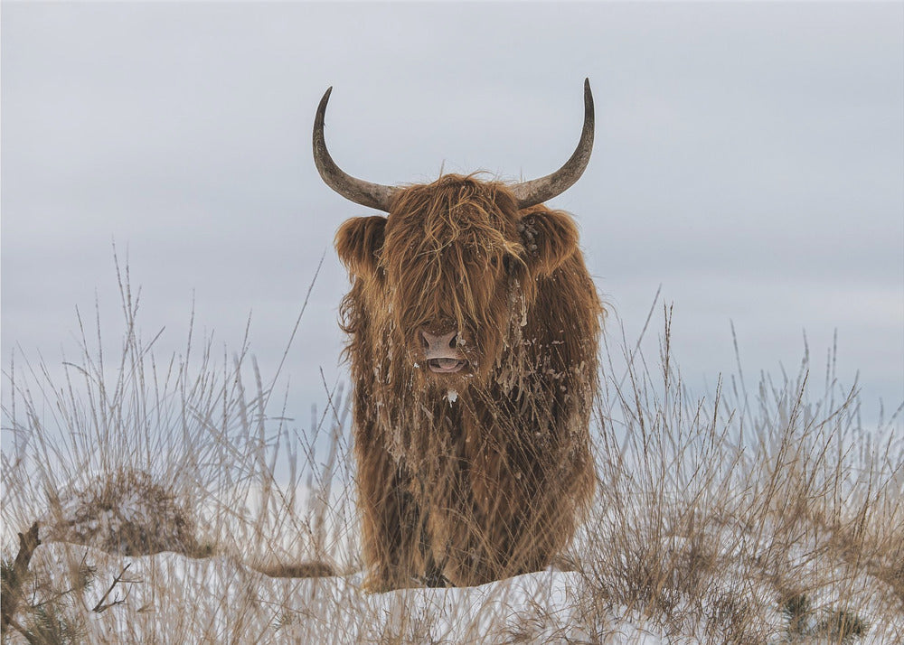 Highlander in Snow | Poster