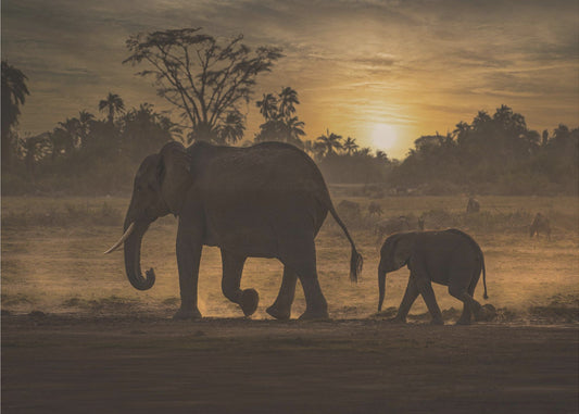 Seuraa minua | Valokuvatapetit