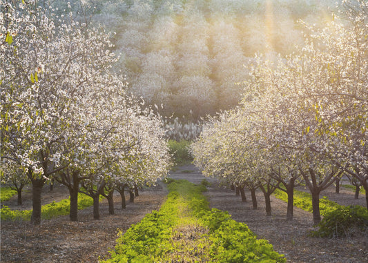 Kultaiset mantelit | Valokuvatapetit