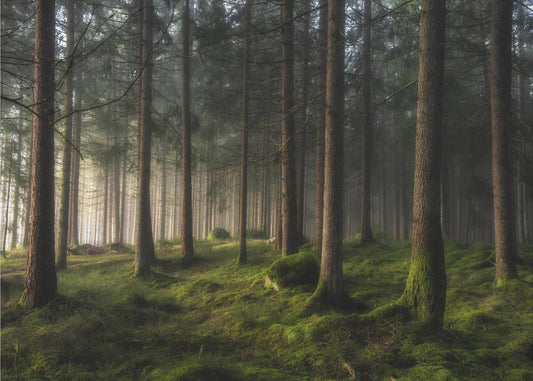 Kevään tunne | Valokuvatapetit